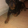 Satan a rejoint le concours — aidez-le/la à gagner de superbes lots ! rottweiler, dog, large_dog, black_and_brown, pet, animal, lying_down, indoors, kitchen, tiled_floor, door, appliance, portrait, front_view, floppy_ears, short_fur, brown_eyes, paw, home, flash_photography