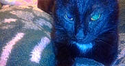 Noirot participe au concours pour gagner de l'argent avec cette photo : cat, black_cat, blue_tint, animal, pet, feline, sitting, indoors, blanket, bedding, cozy, portrait, close_up, eyes, ears, whiskers, fur, home, bedroom, colorful