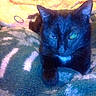 animal, bedding, bedroom, black_cat, blanket, blue_tint, cat, close_up, colorful, cozy, ears, eyes, feline, fur, home, indoors, pet, portrait, sitting, whiskers