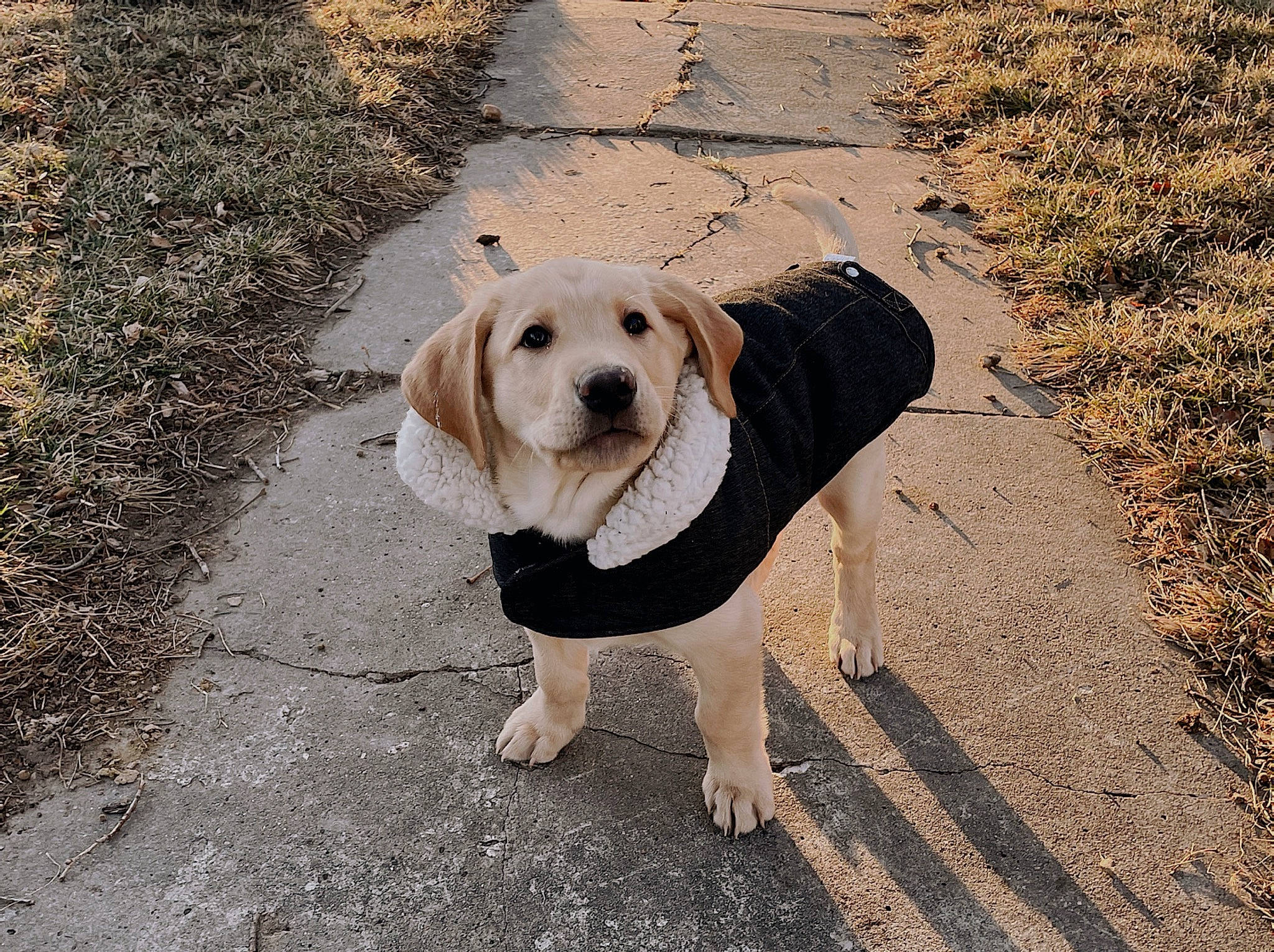 Scout joined the competition — help win amazing prizes! asphalt, canidae, carnivore, collar, companion_dog, dog, dog_breed, dog_collar, dog_supply, fawn, grass, leash, pet_supply, plant, road_surface, sidewalk, snout, soil, tail, working_animal