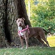 Teddy G is registered to the contest to win money with this photo: alert, animal, background, canine, daytime, dog, grass, greenery, large_tree, leash, mammal, nature, outdoor, park, pet, pink_harness, standing, summer, sunlight, tree_trunk