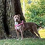 alert, animal, background, canine, daytime, dog, grass, greenery, large_tree, leash, mammal, nature, outdoor, park, pet, pink_harness, standing, summer, sunlight, tree_trunk