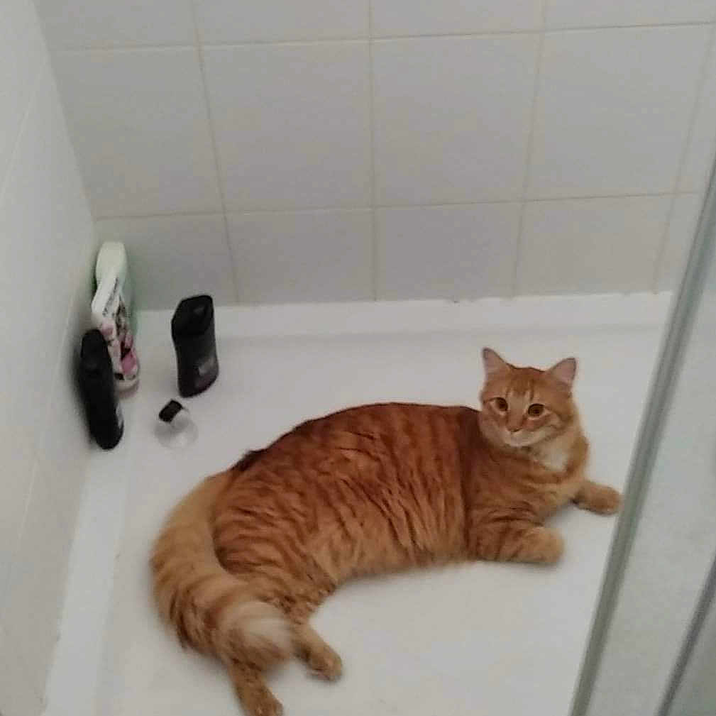Saphir participe au concours pour gagner de l'argent avec cette photo : animal, bathing, bathroom, bathtub, cat, hardwood, indoors, interiordesign, kitten, manx, person, pet, room, shower, stainedwood, tub, window, windowsill, wood
