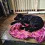 animal, baby_gate, black_dog, cozy, curtain, dog, domestic, floor_mat, fur, home, indoor, lying_down, pet, pink_towel, quiet, relaxing, resting, sleeping, tile_floor, towel