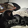 animal, black_cat, black_dog, blanket, companion, couch, cozy, cute, domestic, friendship, fur, furniture, home, indoor, pet, relaxing, resting, sleeping, snuggling, soft
