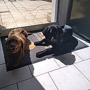 Ulysse participe au concours pour gagner de l'argent avec cette photo : animal, black_dog, brown_dog, canine, companion, daylight, dog, domestic, floor, glass_door, home, indoor, mat, pet, relaxing, shadow, sunlight, sunny, tile_floor, window