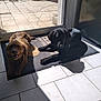 animal, black_dog, brown_dog, canine, companion, daylight, dog, domestic, floor, glass_door, home, indoor, mat, pet, relaxing, shadow, sunlight, sunny, tile_floor, window