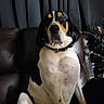 Cooper is registered to the contest to win money with this photo: animal, black, canine, collar, curtains, dog, domestic_animal, ears, face, fur, furniture, home, indoor, leather_chair, looking, pet, portrait, sitting, tan, white