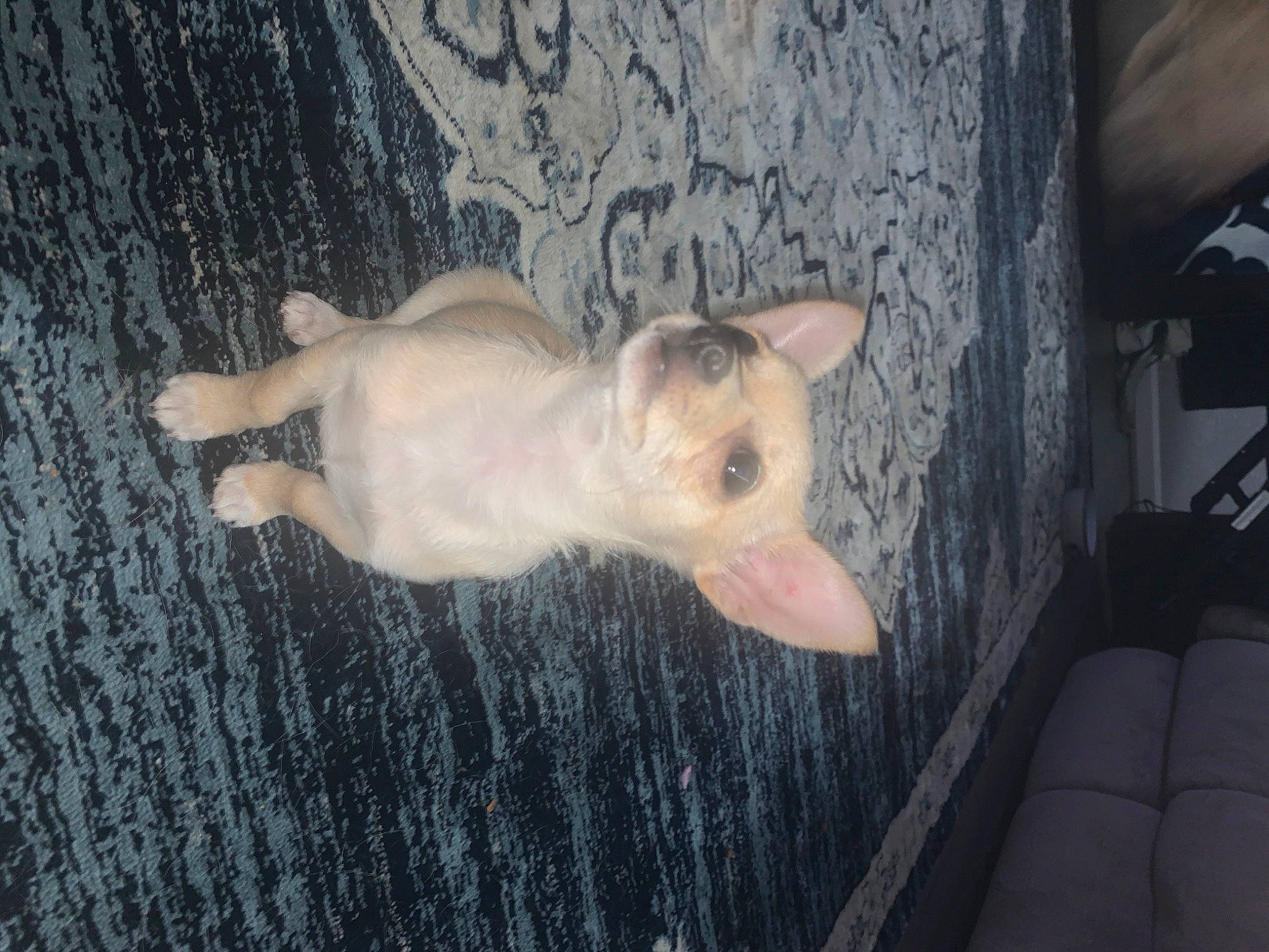 Ghost joined the competition — help win amazing prizes! canidae, carnivore, claw, companion_dog, dog, dog_breed, fawn, non_sporting_group, paw, snout, tail