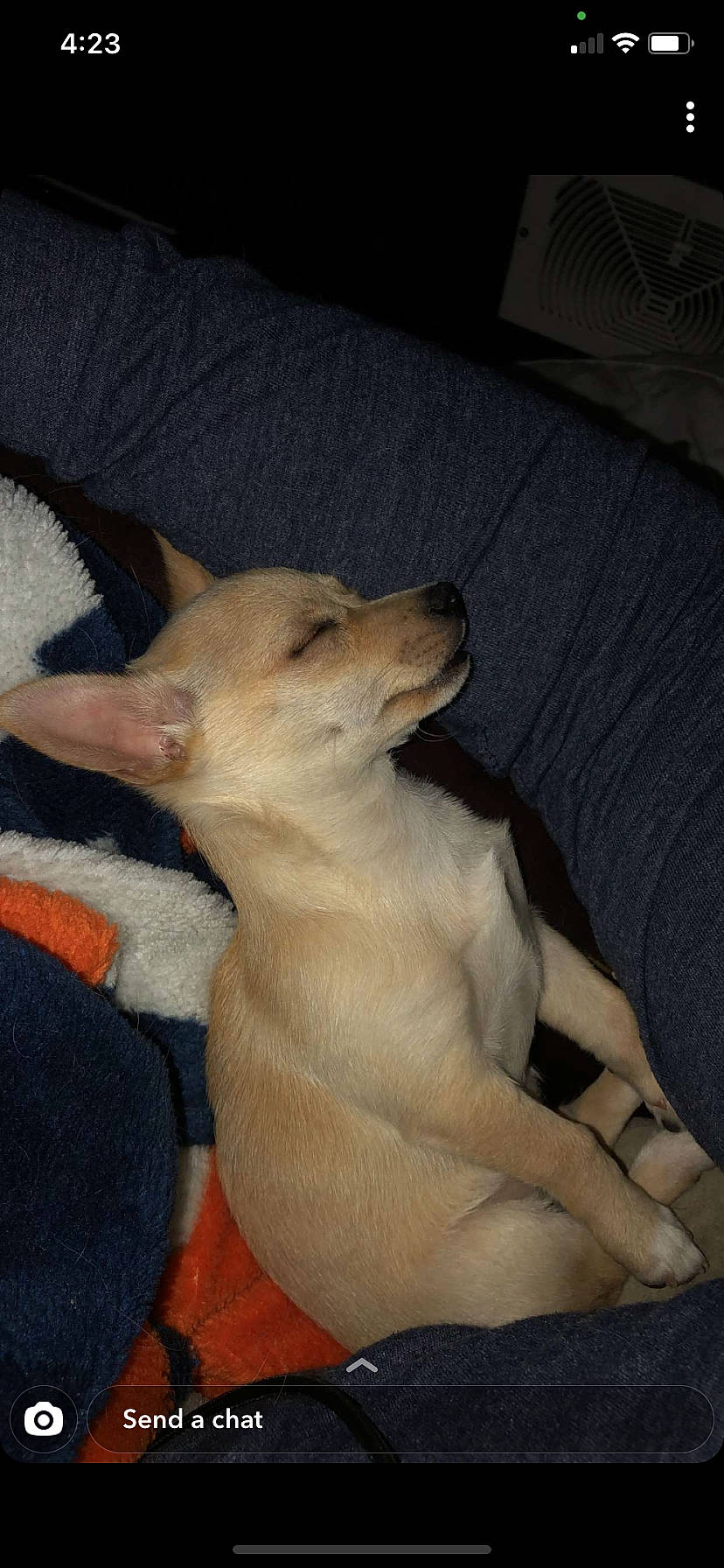 Ghost joined the competition — help win amazing prizes! canidae, carnivore, comfort, companion_dog, couch, dog, dog_breed, dog_supply, fawn, linens, living_room, paw, snout, sporting_group, tail, working_animal