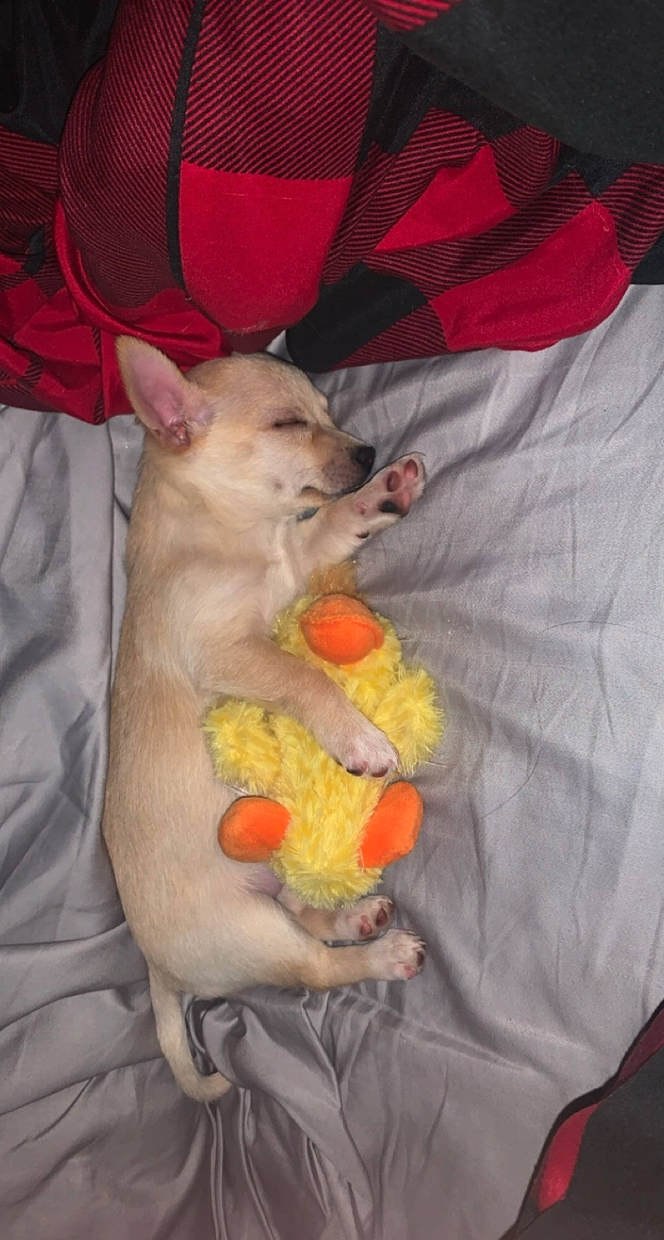 Ghost joined the competition — help win amazing prizes! baby_products, baby_toys, canidae, carnivore, claw, comfort, companion_dog, dog, dog_breed, dog_supply, gerbil, mouse, non_sporting_group, pest, pet_supply, plush, stuffed_toy, toy, working_animal