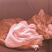 Dewey joined the competition — help win amazing prizes! cat, sleeping_cat, orange_cat, blanket, couch, sofa, pet, domestic_animal, furry, cozy, nap, relaxed, whiskers, paw, tail, indoor, furniture, textile, soft_blanket, resting