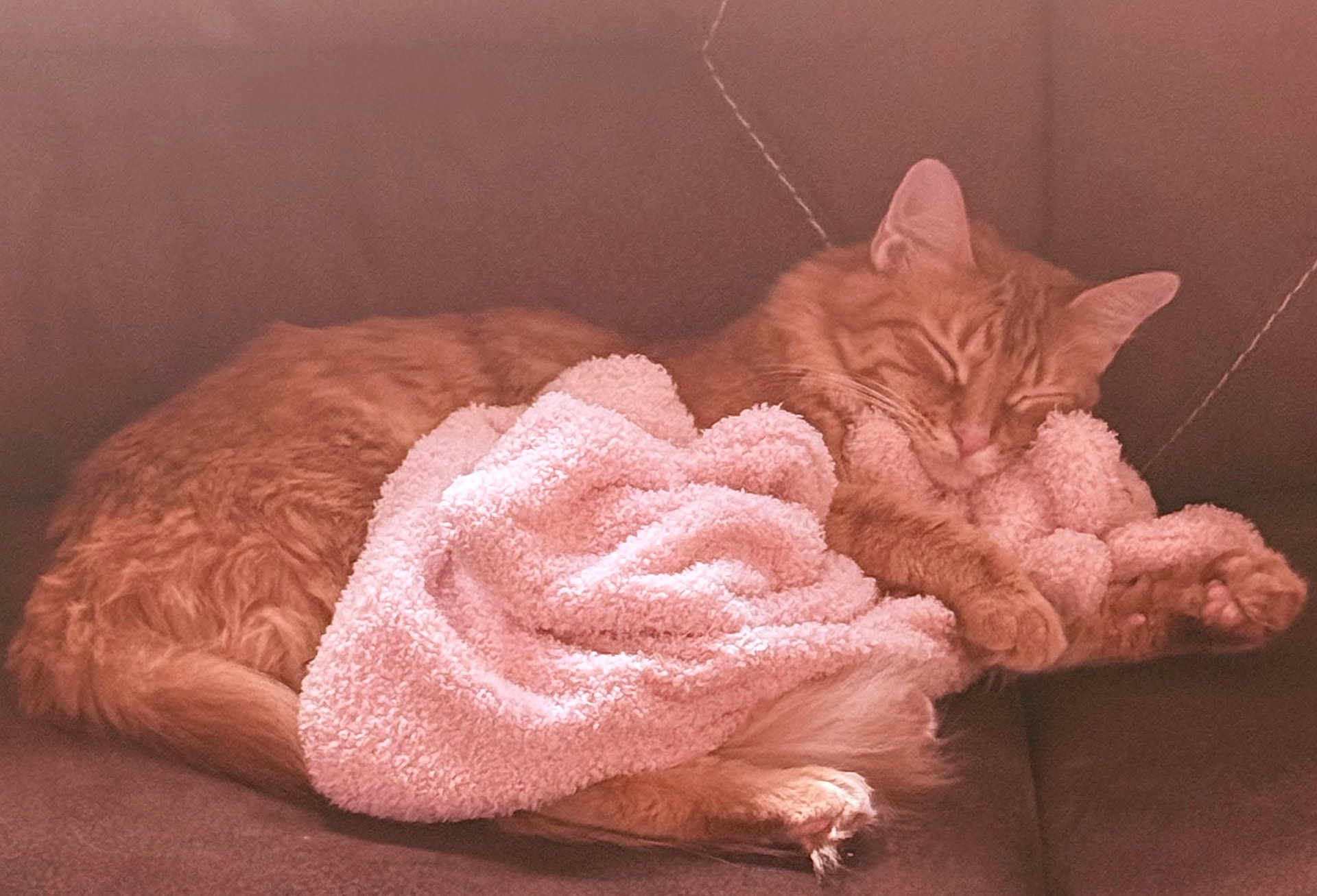 Dewey joined the competition — help win amazing prizes! cat, sleeping_cat, orange_cat, blanket, couch, sofa, pet, domestic_animal, furry, cozy, nap, relaxed, whiskers, paw, tail, indoor, furniture, textile, soft_blanket, resting