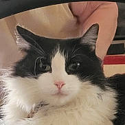 Travi is registered to the contest to win money with this photo: animal, animal_face, black_and_white, cat, close_up, cute, domestic_cat, ear, face, feline, fluffy, fur, indoor, looking_at_camera, mammal, pet, pink_nose, portrait, relaxed, whiskers
