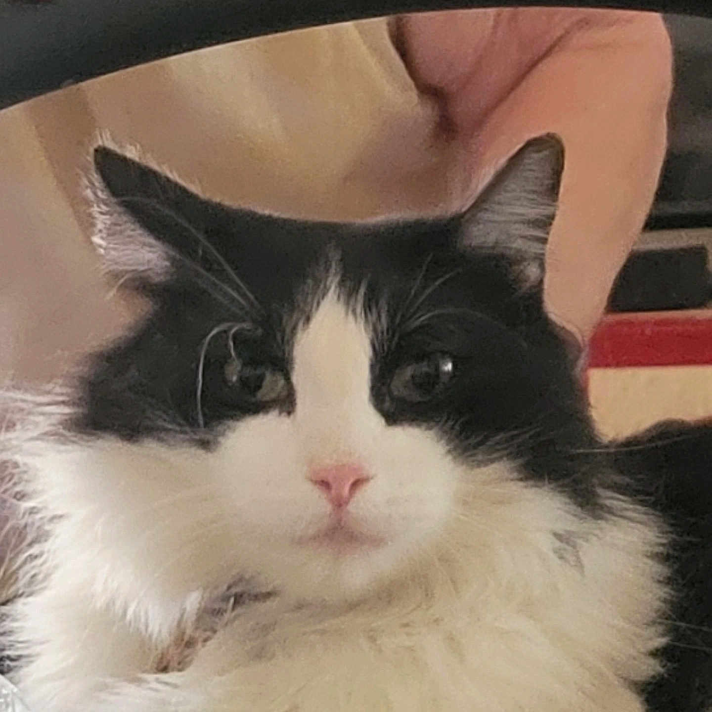 Travi is registered to the contest to win money with this photo: animal, animal_face, black_and_white, cat, close_up, cute, domestic_cat, ear, face, feline, fluffy, fur, indoor, looking_at_camera, mammal, pet, pink_nose, portrait, relaxed, whiskers