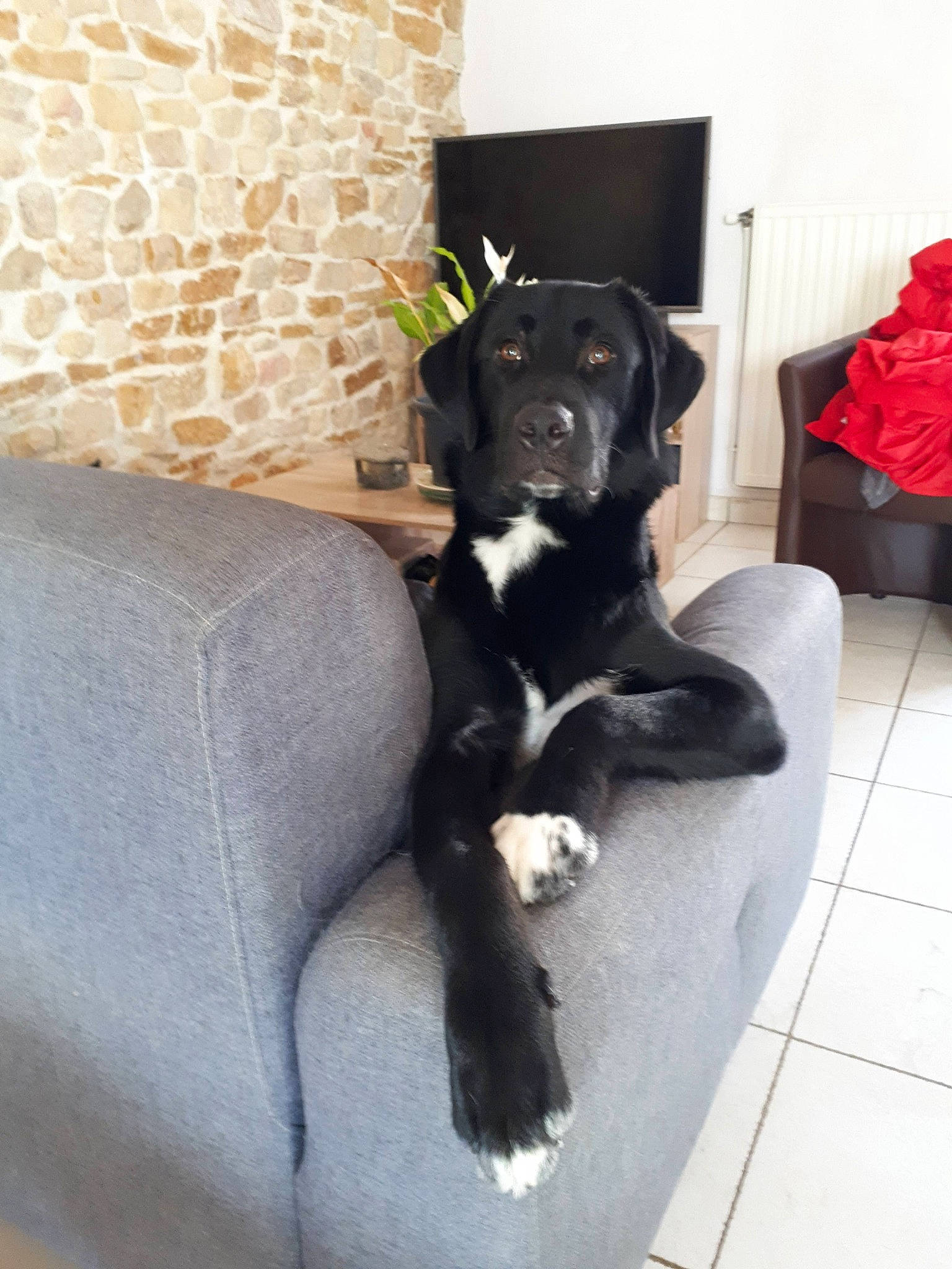 Patate a rejoint le concours — aidez-le/la à gagner de superbes lots ! borador, canidae, carnivore, companion_dog, dog, dog_breed, flooring, fur, guard_dog, gun_dog, non_sporting_group, puppy, snout, sporting_group, tail, working_animal, working_dog