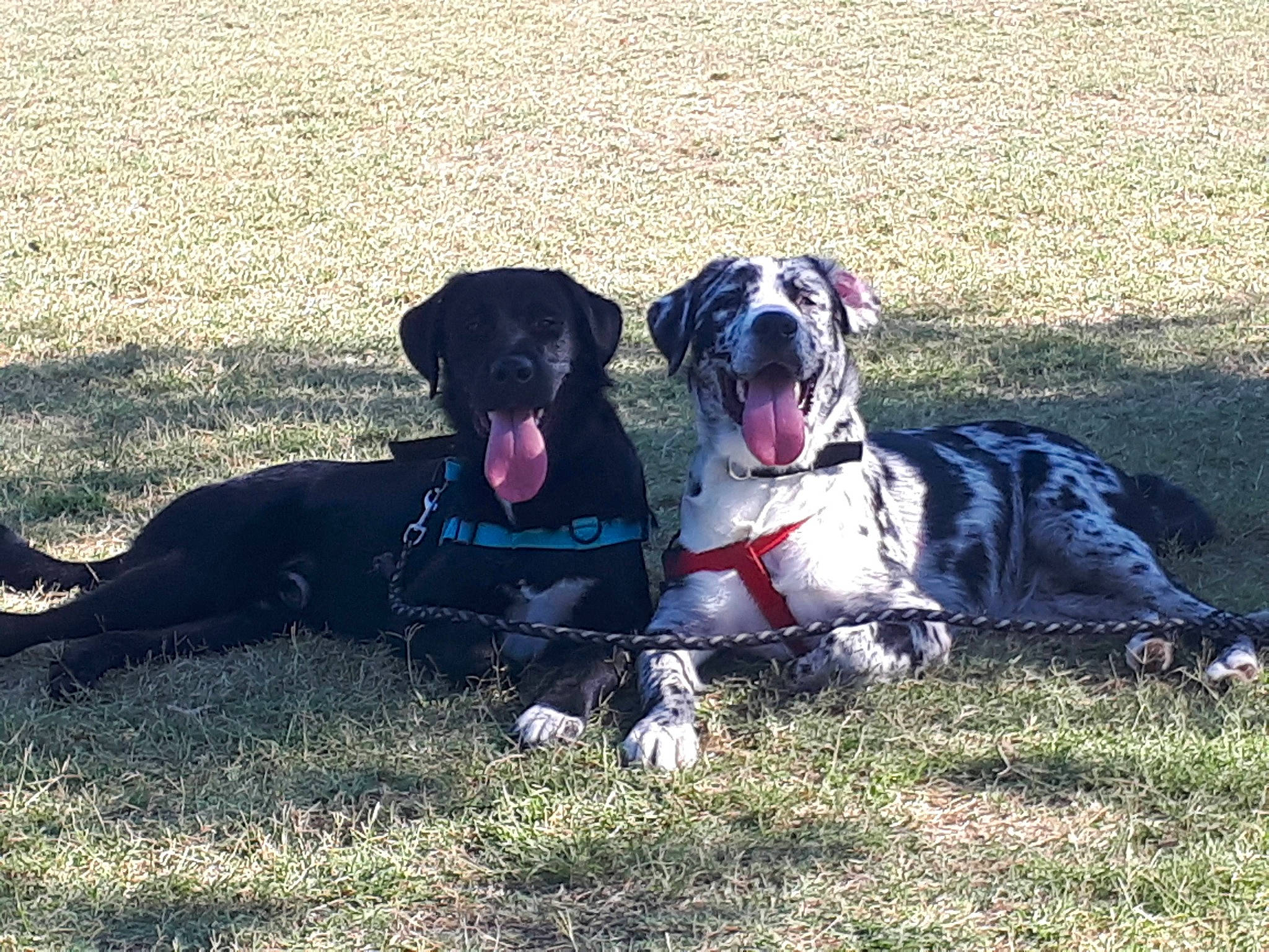 Momoche a rejoint le concours — aidez-le/la à gagner de superbes lots ! borador, canidae, carnivore, collar, companion_dog, dog, dog_breed, dog_collar, fawn, grass, guard_dog, gun_dog, leash, retriever, snout, soil, sports_equipment, tail, working_animal, working_dog