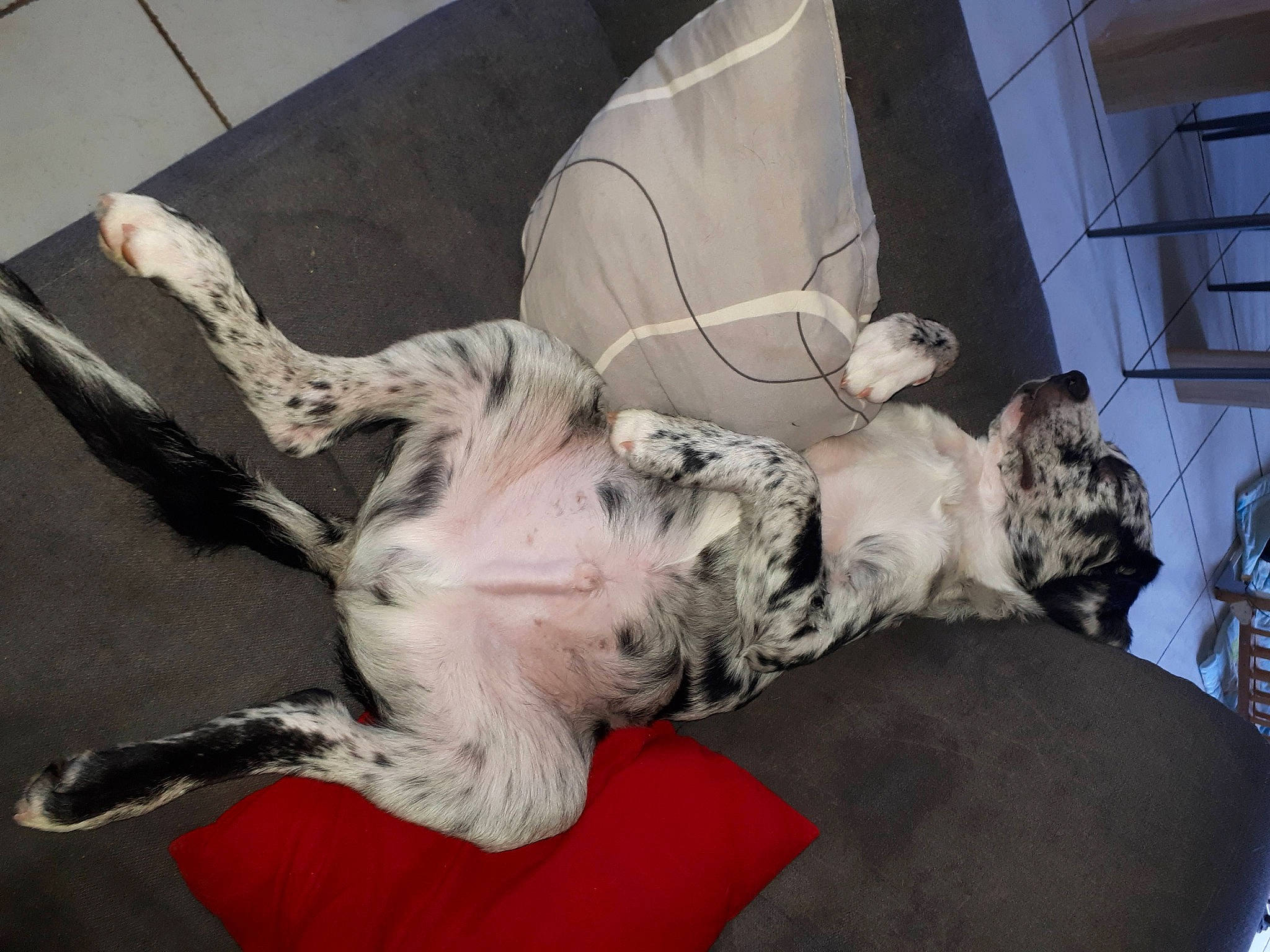 Momoche participe au concours pour gagner de l'argent avec cette photo : art, canidae, carnivore, comfort, companion_dog, couch, dog, dog_breed, fawn, felidae, flooring, fur, guard_dog, non_sporting_group, paw, schnauzer, small_to_medium_sized_cats, sporting_group, tail, working_animal