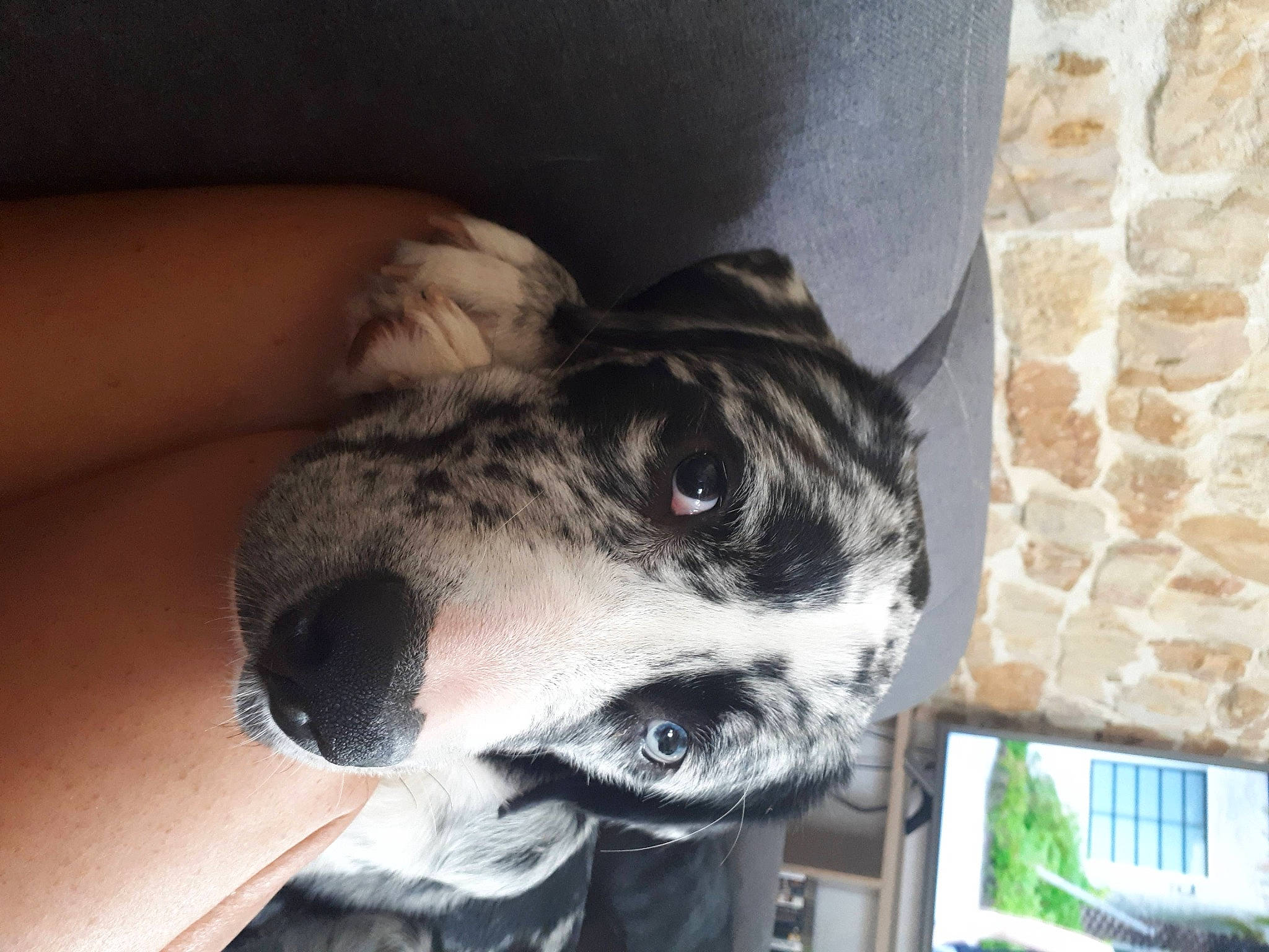 Momoche participe au concours pour gagner de l'argent avec cette photo : canidae, carnivore, companion_dog, dog_breed, ear, eyewear, fawn, felidae, fur, grey, non_sporting_group, paw, puppy, small_to_medium_sized_cats, snout, sporting_group, terrestrial_animal, whiskers