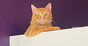 Yukio is registered to the contest to win money with this photo: cat, orange_tabby, feline, pet, animal, portrait, close_up, sitting, peeking, whiskers, ears, golden_eyes, fur, ginger, indoor, purple_wall, white_ledge, home, alert, funny_pose