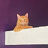 cat, orange_tabby, feline, pet, animal, portrait, close_up, sitting, peeking, whiskers, ears, golden_eyes, fur, ginger, indoor, purple_wall, white_ledge, home, alert, funny_pose