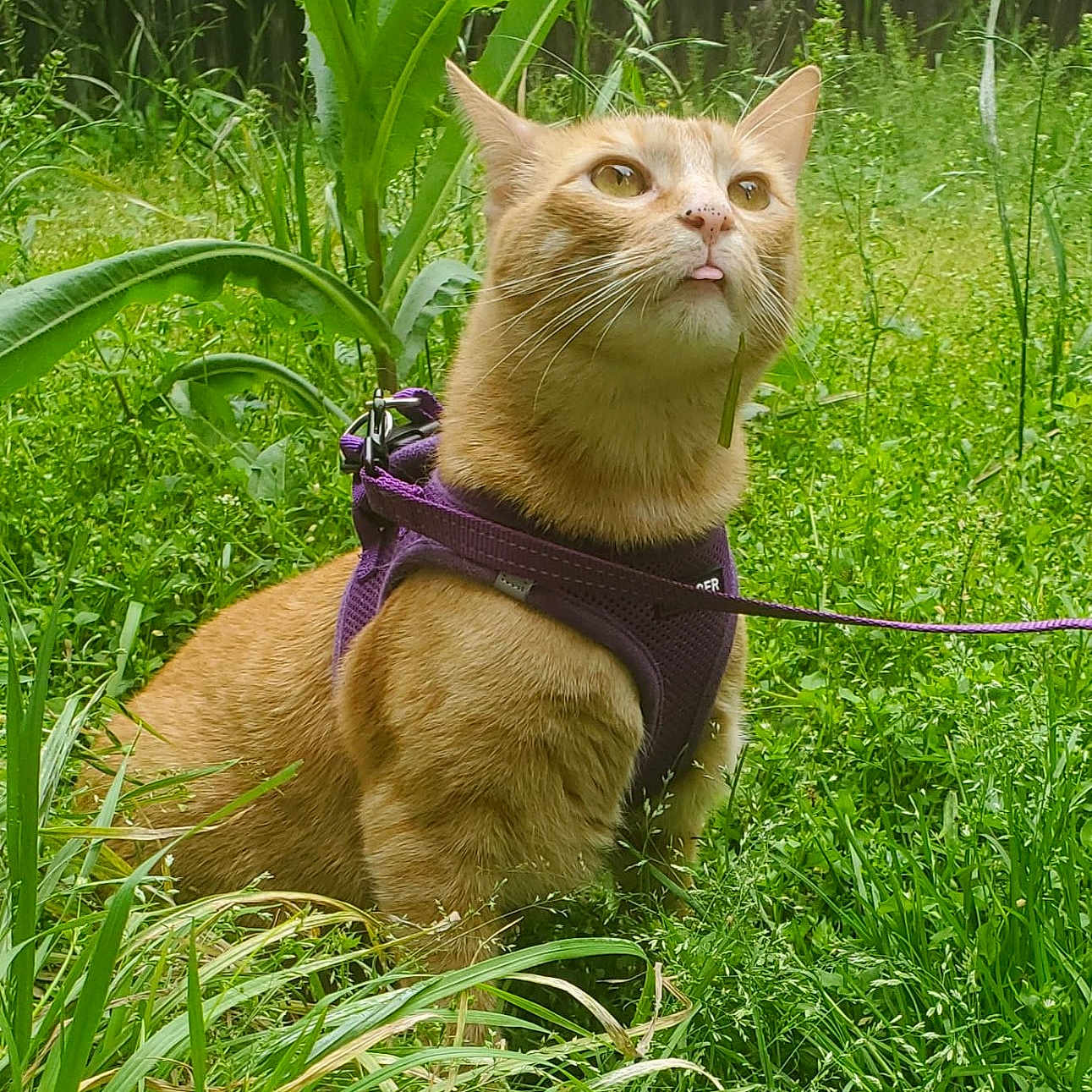 Yukio