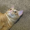 Yukio is registered to the contest to win money with this photo: cat, orange_cat, white_fur, tabby, pet, animal, feline, whiskers, ears, green_eyes, pink_nose, fur, lying_down, carpet, indoor, close_up, portrait, relaxed, cute, photography