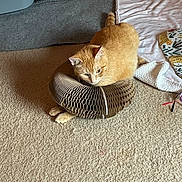Yukio is registered to the contest to win money with this photo: cat, kitten, orange_cat, pet, animal, feline, collar, protective_collar, cardboard, indoor, carpet, floor, blanket, pillow, bed, home, resting, sitting, ginger_fur, cute