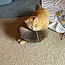 cat, kitten, orange_cat, pet, animal, feline, collar, protective_collar, cardboard, indoor, carpet, floor, blanket, pillow, bed, home, resting, sitting, ginger_fur, cute