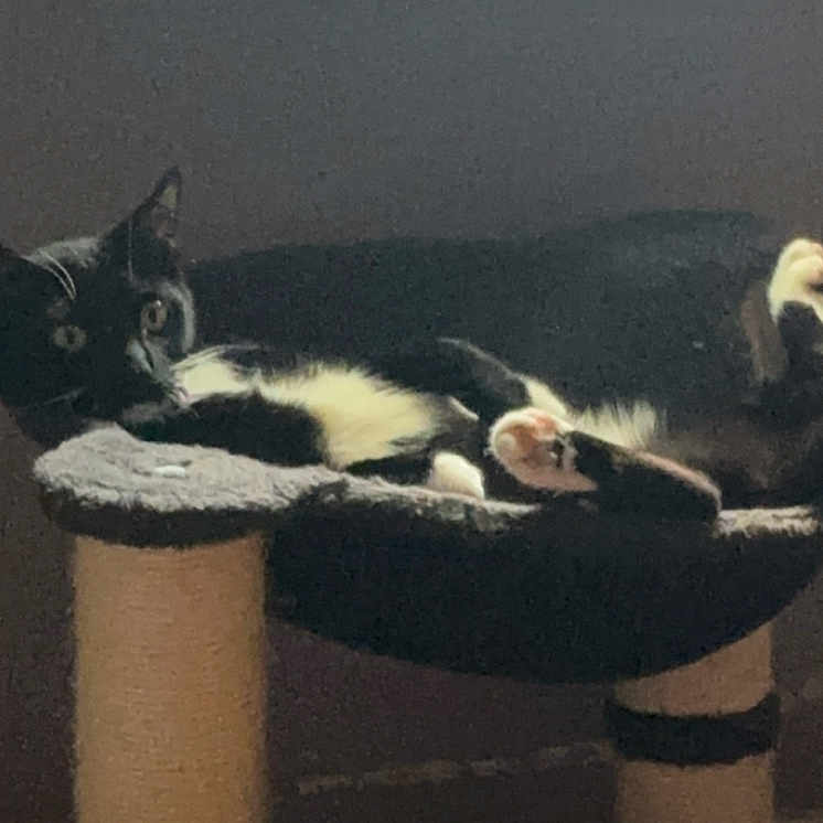 Fat Girl joined the competition — help win amazing prizes! animal, black_and_white, cat, cat_tree, cozy, curious, dim_light, ears, feline, fur, home, indoor, looking, paw, perch, pet, relaxing, resting, tail, whiskers