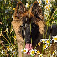Just participe au concours pour gagner de l'argent avec cette photo : dog, animal, flower, daisy, grass, nature, outdoor, pet, tongue, ears, canine, summer, greenery, closeup, portrait, playful, cute, fluffy, field, sunlight