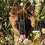 animal, canine, closeup, cute, daisy, dog, ears, field, flower, fluffy, grass, greenery, nature, outdoor, pet, playful, portrait, summer, sunlight, tongue