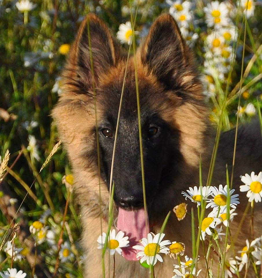 Just participe au concours pour gagner de l'argent avec cette photo : dog, animal, flower, daisy, grass, nature, outdoor, pet, tongue, ears, canine, summer, greenery, closeup, portrait, playful, cute, fluffy, field, sunlight