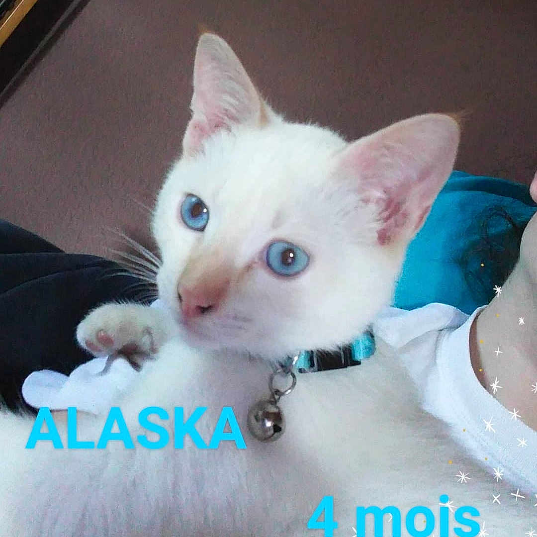 Alaska a rejoint le concours — aidez-le/la à gagner de superbes lots ! aegean_cat, burmilla, carnivoran, cat, cat_like_mammal, domestic_short_haired_cat, khao_manee, kitten, photo_caption, siamese, small_to_medium_sized_cats, thai, tonkinese, turkish_angora, turkish_van, whiskers