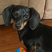 Ace joined the competition — help win amazing prizes! animal, ball, black, canine, cute, dachshund, dog, ears, floor, furniture, house, indoor, living_room, looking, pet, puppy, sitting, tan, toy, wooden_floor