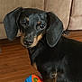 animal, ball, black, canine, cute, dachshund, dog, ears, floor, furniture, house, indoor, living_room, looking, pet, puppy, sitting, tan, toy, wooden_floor