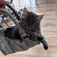 Ayko participe au concours pour gagner de l'argent avec cette photo : kitten, cat, handbag, silver_bag, indoor, wooden_floor, furniture, curious, pet, domestic_animal, cute, cozy, small_animal, fur, paw, zipper, person_hand, leather, table, chair