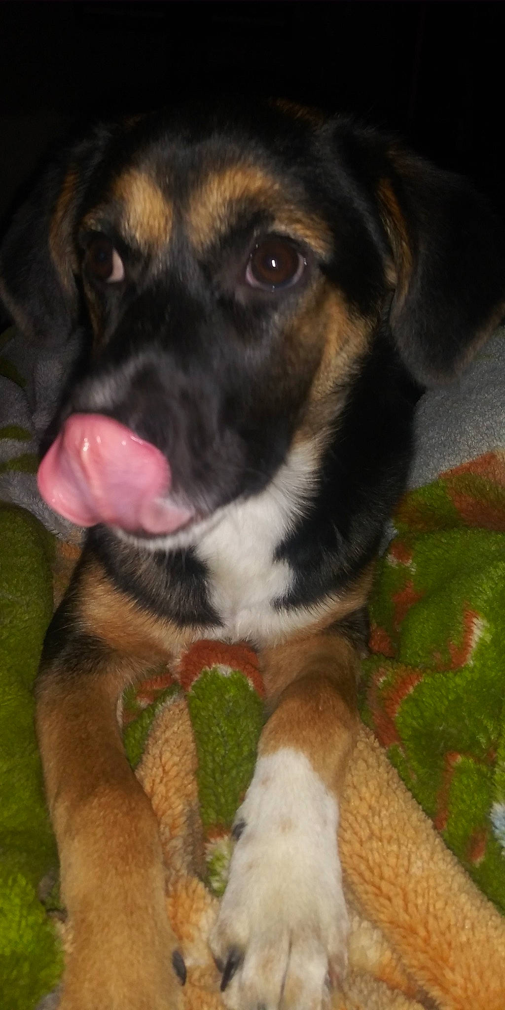 Valley joined the competition — help win amazing prizes! canidae, carnivore, dog, dog_breed, fawn, hunting_dog, mammal, nose, rafeiro_do_alentejo, snout, vertebrate, whiskers