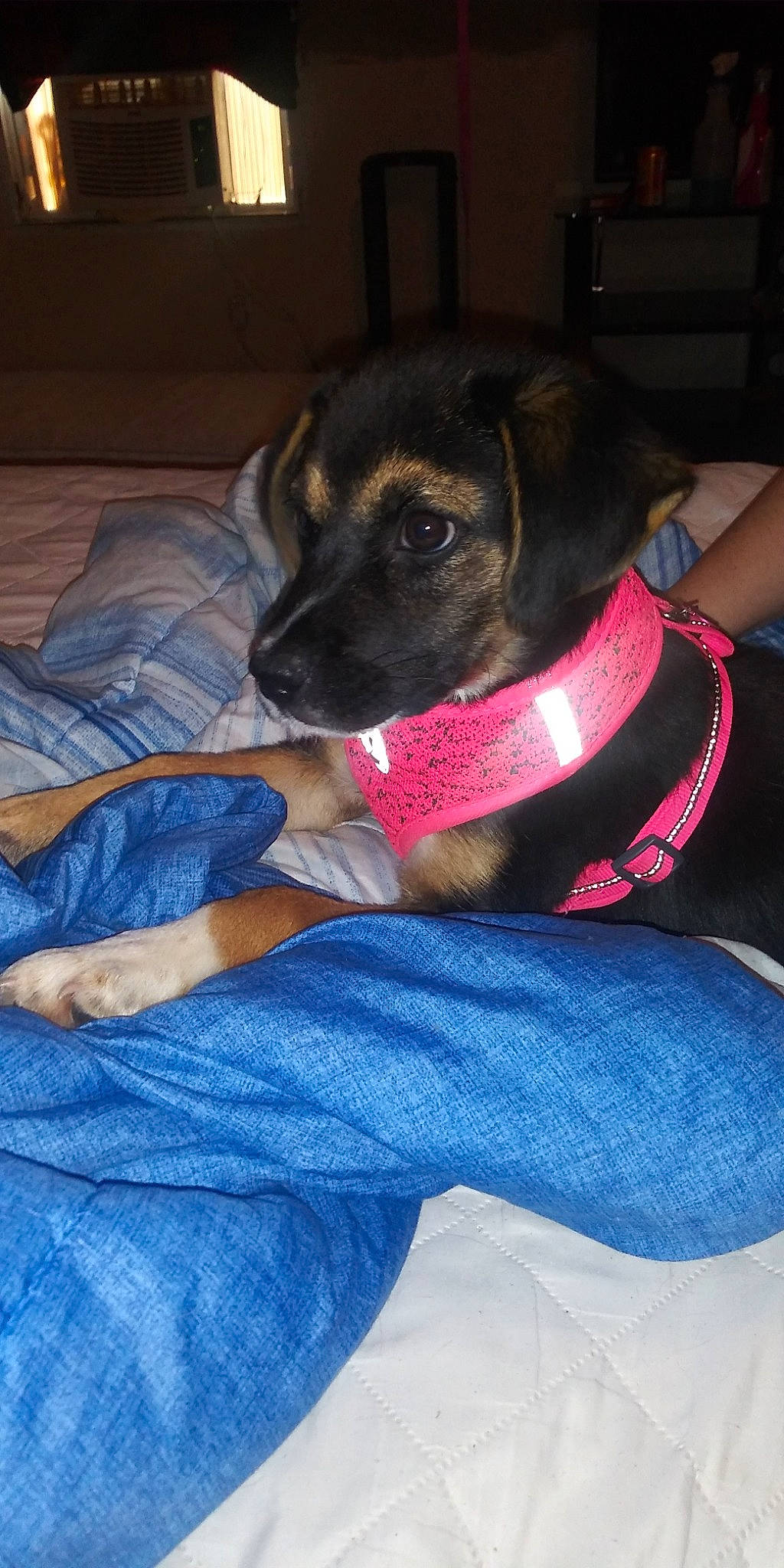 Valley is registered to the contest to win money with this photo: black_mouth_cur, canidae, carnivore, dog, dog_breed, fawn, mammal, puppy, snout