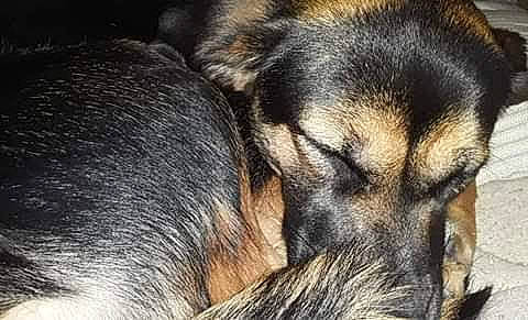 Valley joined the competition — help win amazing prizes! black_and_tan_terrier, canidae, carnivore, companion_dog, dog, dog_breed, ear, german_shepherd_dog, huntaway, mammal, nose, puppy, rare_breed_dog, skin, snout, street_dog