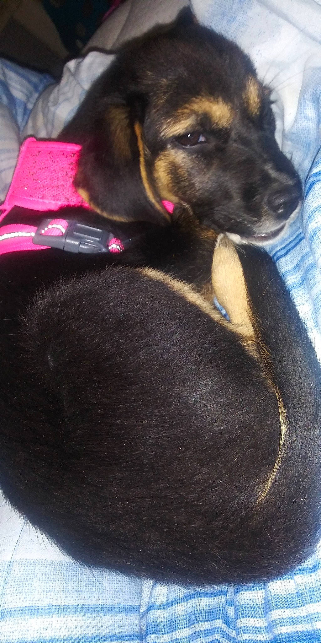 Valley is registered to the contest to win money with this photo: bavarian_mountain_hound, beagador, canidae, carnivore, dog, dog_breed, ear, fawn, puppy, snout, sporting_group