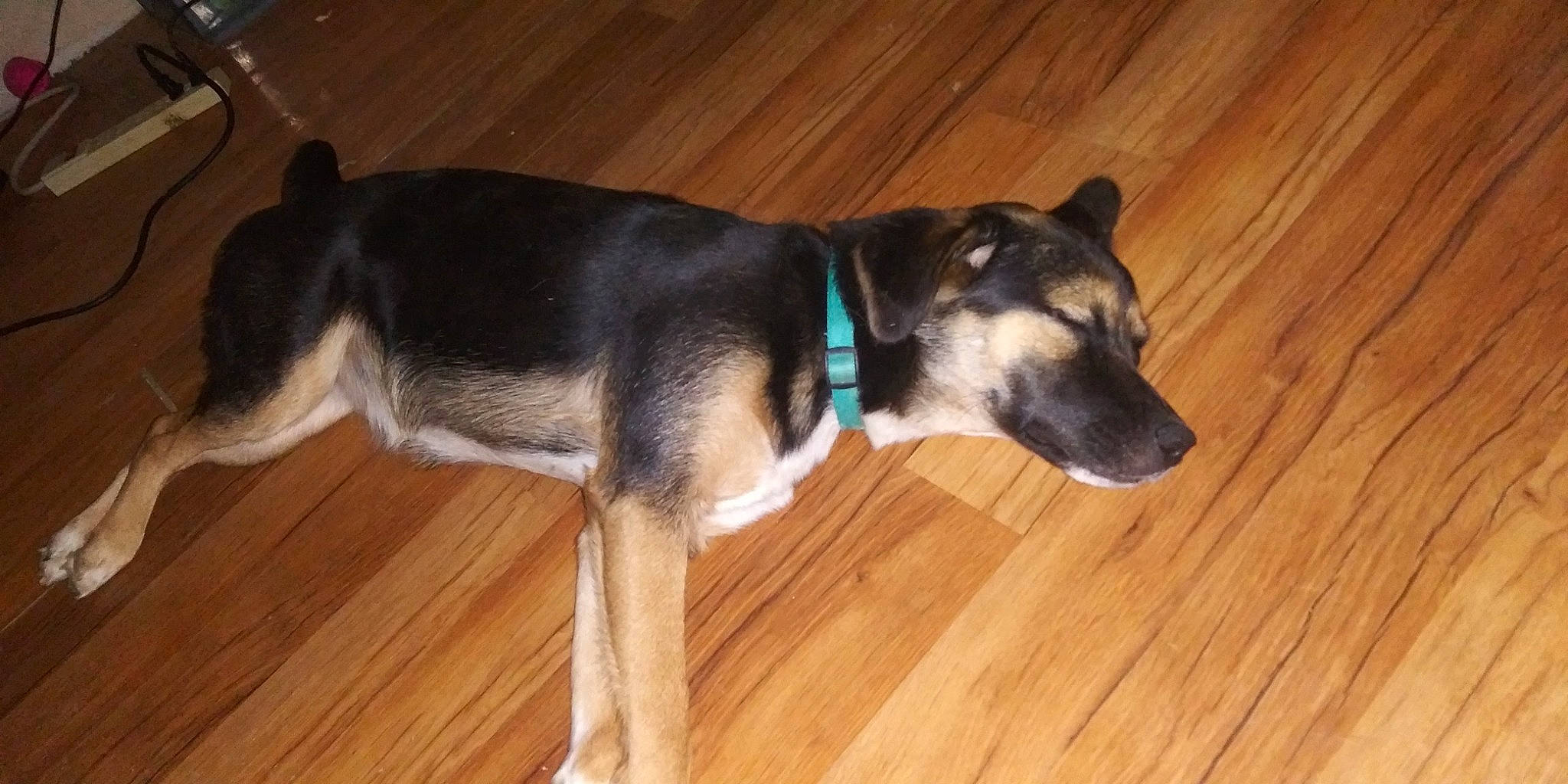 Valley joined the competition — help win amazing prizes! canidae, carnivore, dog, dog_breed, floor, mammal, rare_breed_dog, siberian_husky, snout, tail, vertebrate