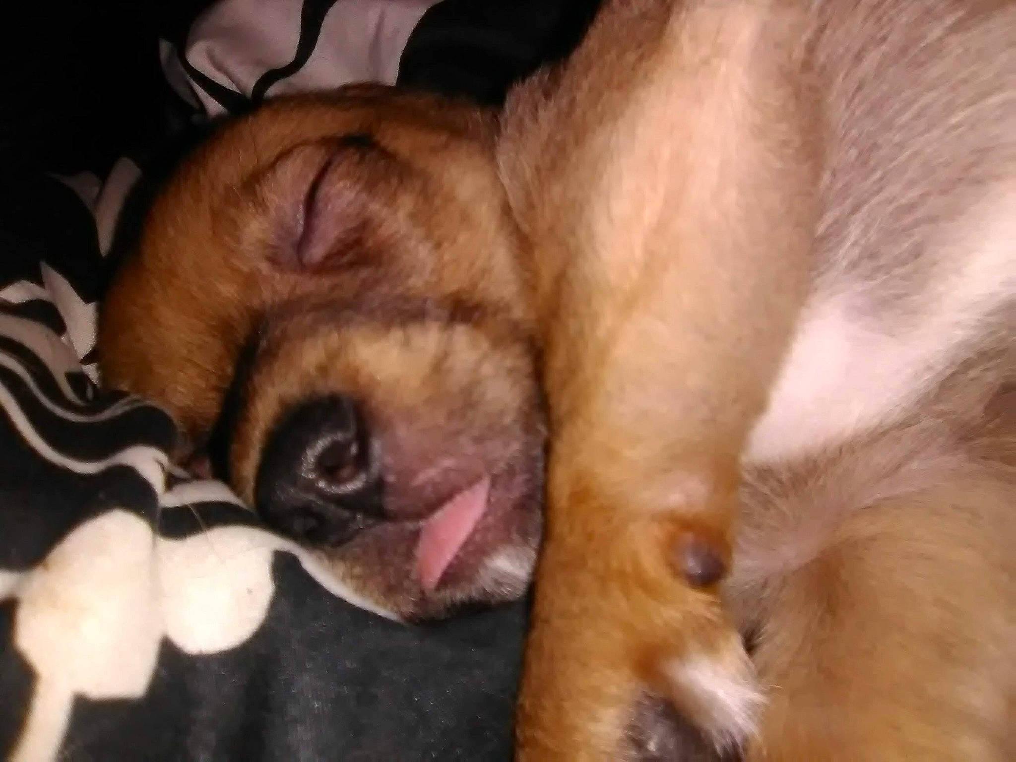 Justice joined the competition — help win amazing prizes! canidae, carnivore, companion_dog, dog, dog_breed, ear, fawn, mammal, mouth, non_sporting_group, nose, paw, puggle, puppy, puppy_love, rare_breed_dog, snout, sporting_group, vertebrate