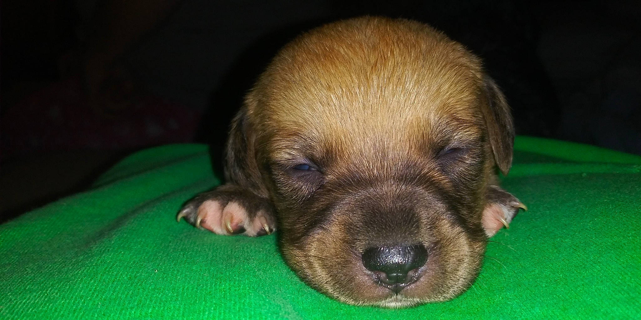 Justice joined the competition — help win amazing prizes! border_terrier, canidae, carnivore, companion_dog, dog, dog_breed, mammal, puppy, rare_breed_dog, snout, vertebrate