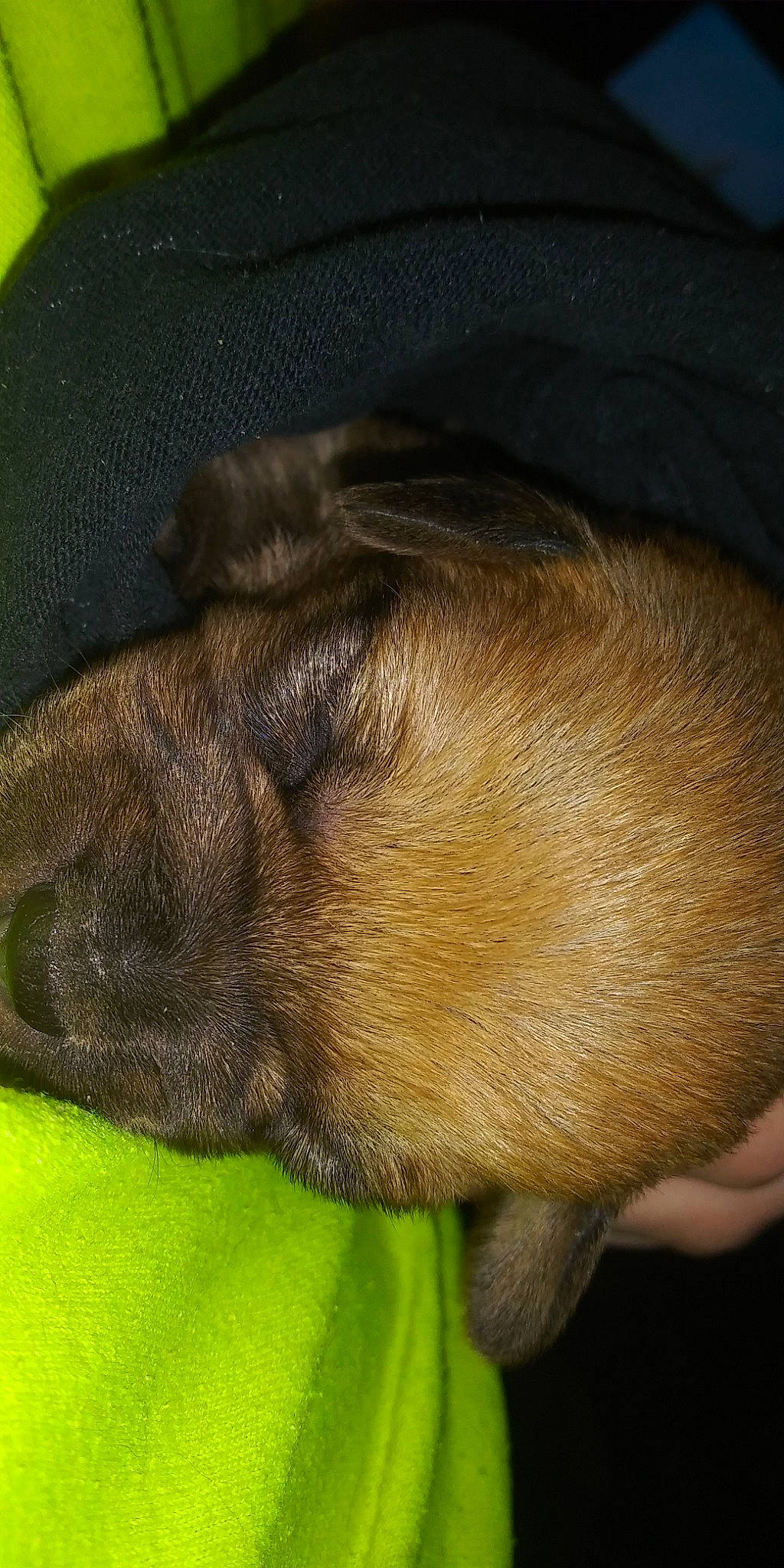 Justice is registered to the contest to win money with this photo: border_terrier, canidae, carnivore, dog_breed, fawn, liver, mammal, puppy, skin, snout