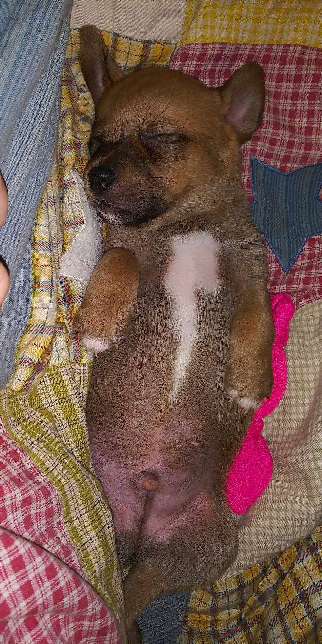 Justice is registered to the contest to win money with this photo: canidae, carnivore, chihuahua, companion_dog, dog, dog_breed, fawn, mammal, puppy, snout, toy_dog