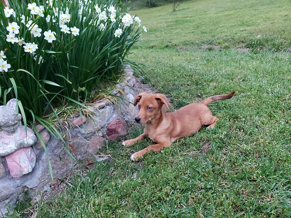 Justice is registered to the contest to win money with this photo: canidae, carnivore, companion_dog, dog, dog_breed, fawn, flower, grass, lawn, mammal, plant, puppy, sporting_group, vertebrate