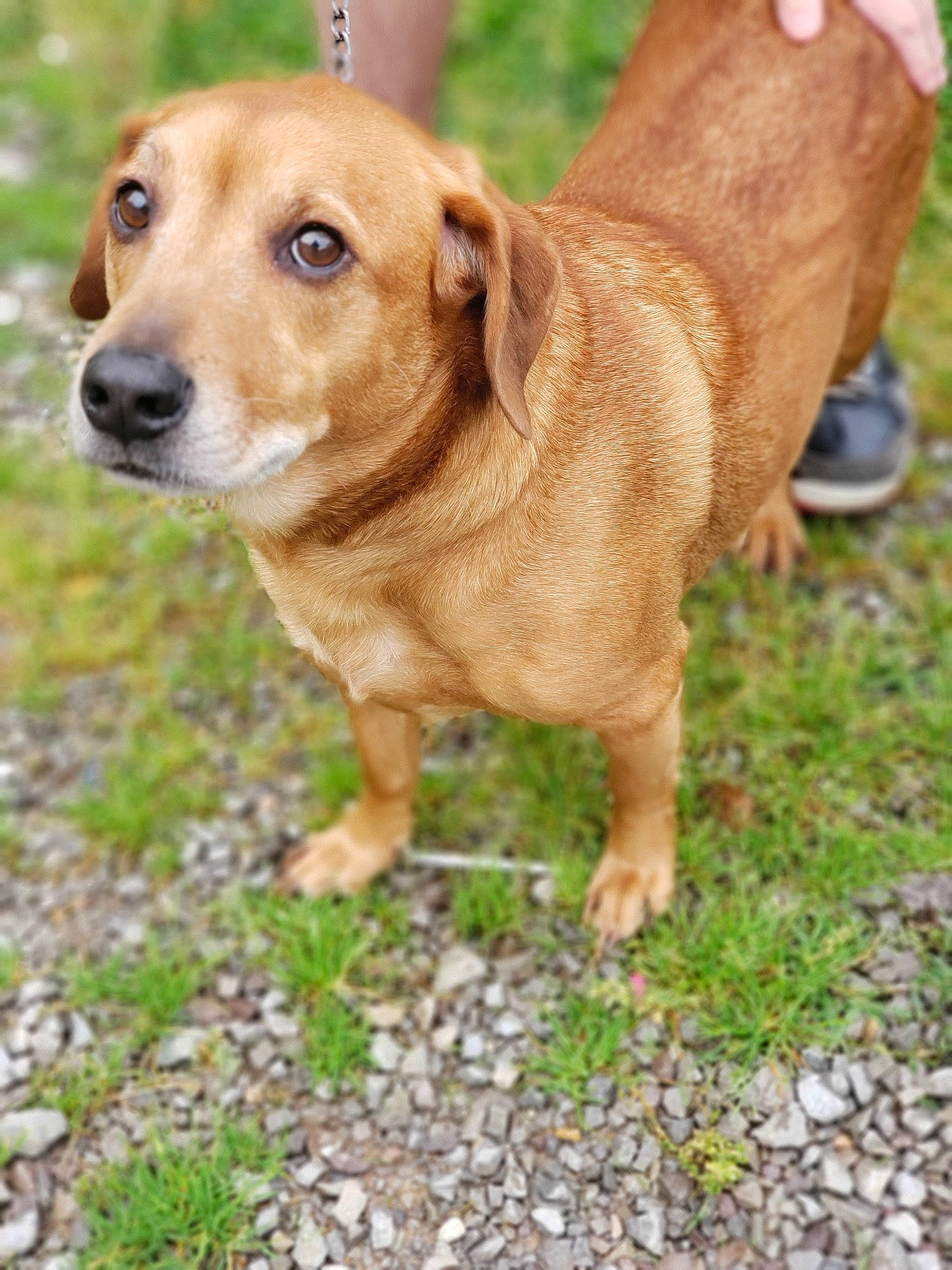 Rover is registered to the contest to win money with this photo: austrian_pinscher, canidae, carnivore, companion_dog, dachshund, dog, dog_breed, fawn, hunting_dog, mammal, mountain_cur, rare_breed_dog, snout, sporting_group, vertebrate, whiskers