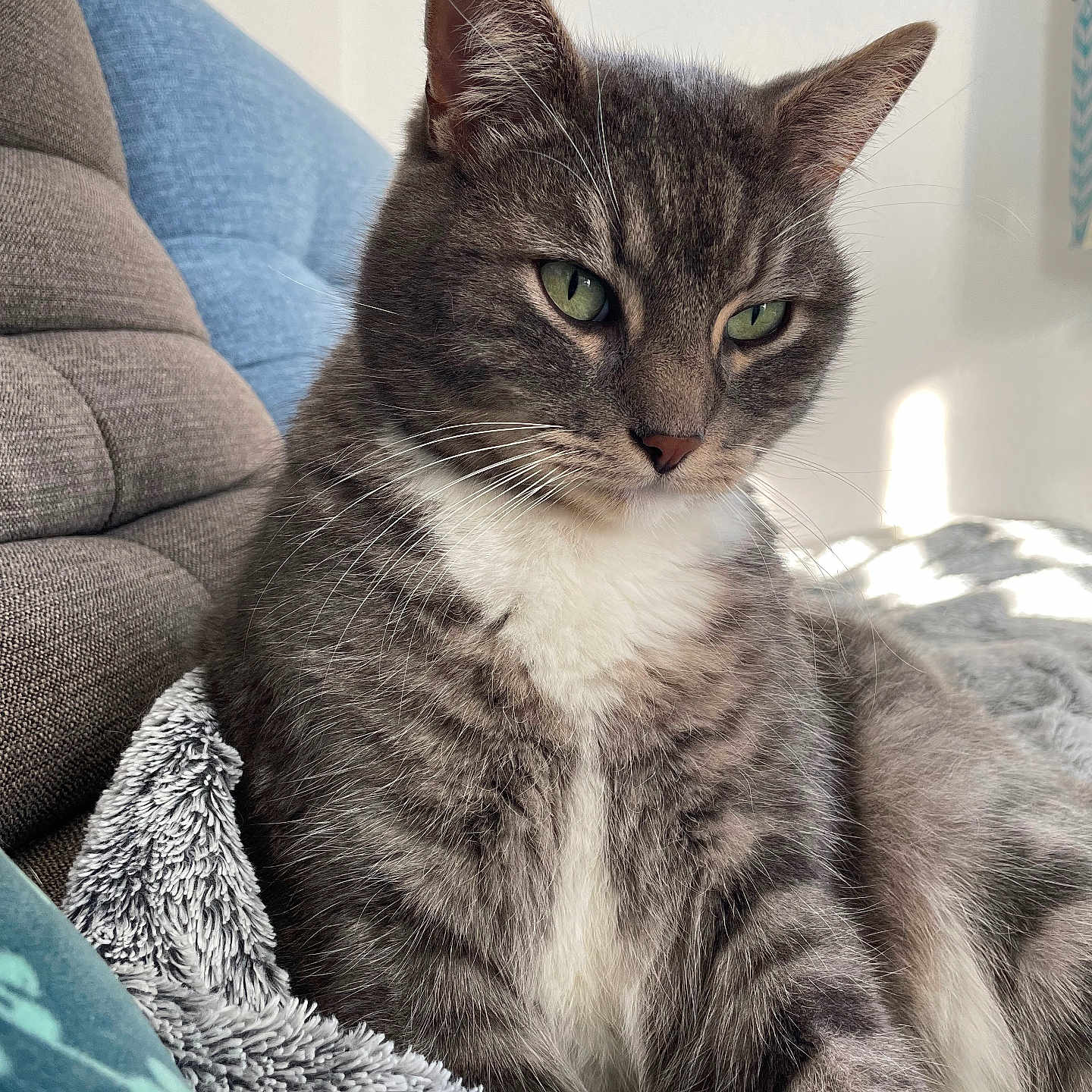 Meyou a rejoint le concours — aidez-le/la à gagner de superbes lots ! animal, blanket, cat, closeup, comfort, cozy, cushion, domestic_cat, feline, fur, gray_tabby, green_eyes, indoor, natural_light, pet, portrait, relaxed, resting, soft_texture, whiskers