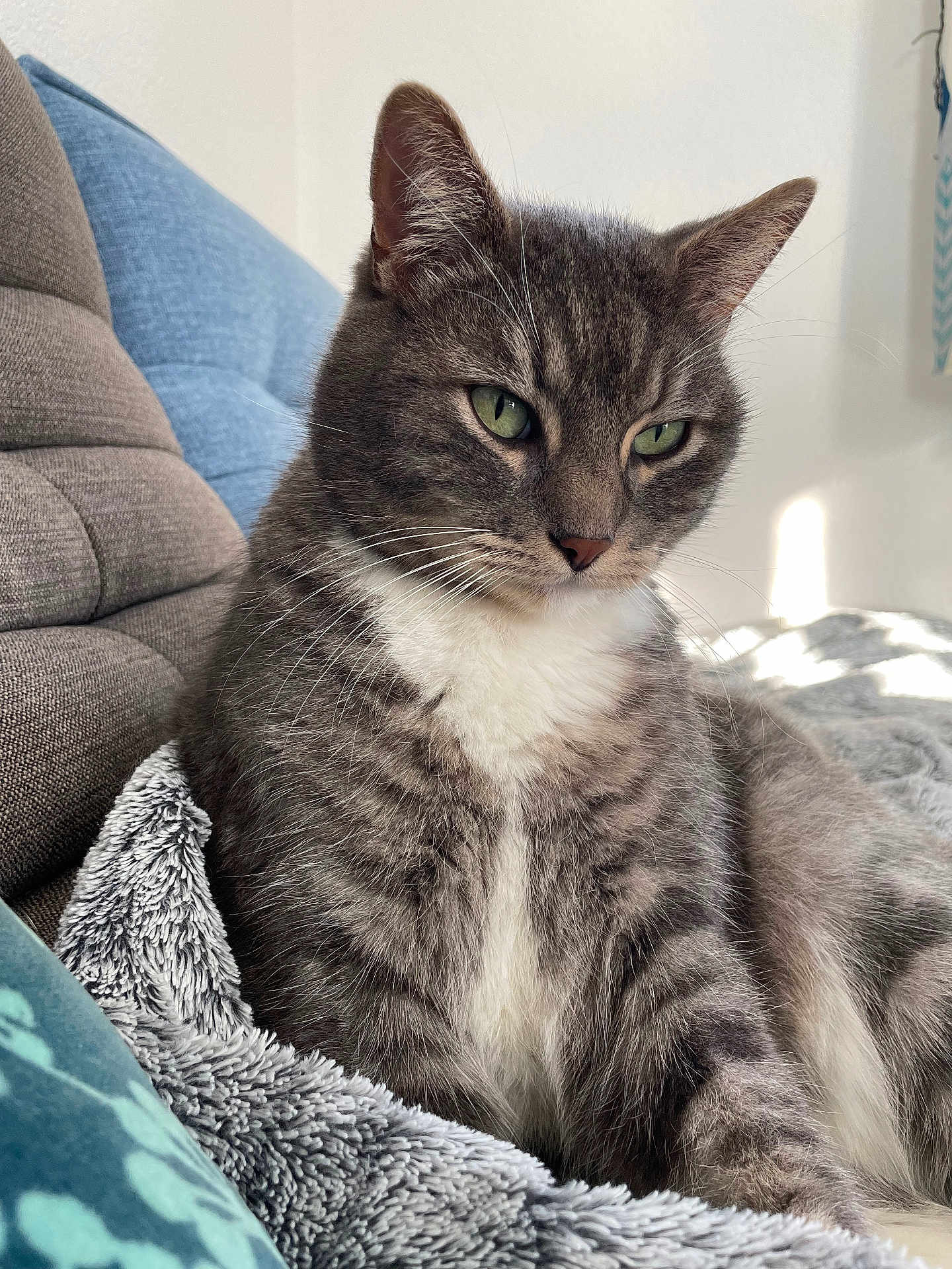 Meyou a rejoint le concours — aidez-le/la à gagner de superbes lots ! cat, gray_tabby, green_eyes, feline, pet, indoor, blanket, cushion, cozy, relaxed, fur, whiskers, closeup, portrait, domestic_cat, natural_light, soft_texture, resting, animal, comfort